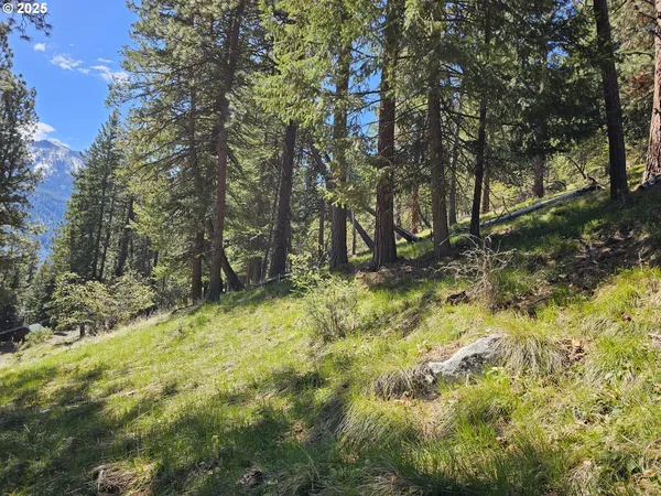a backyard of a house with large trees