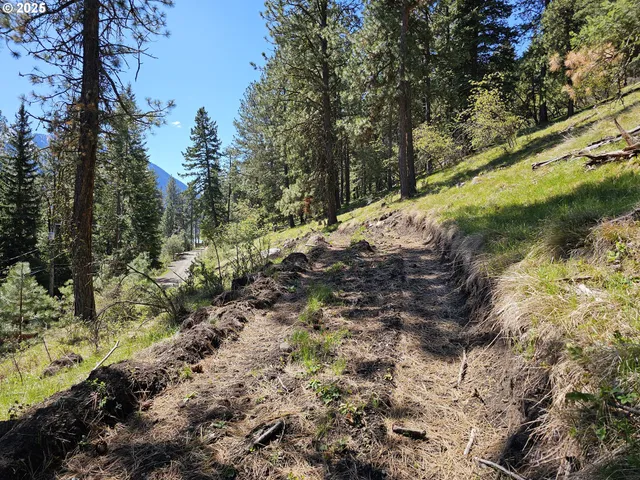 a view of a tree with a yard