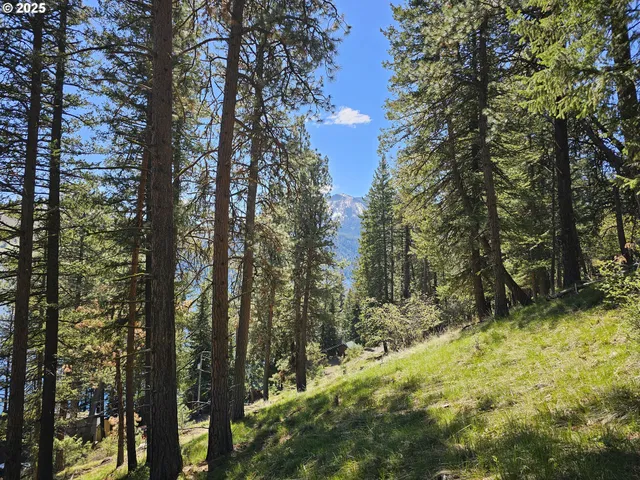 a view of outdoor space and trees