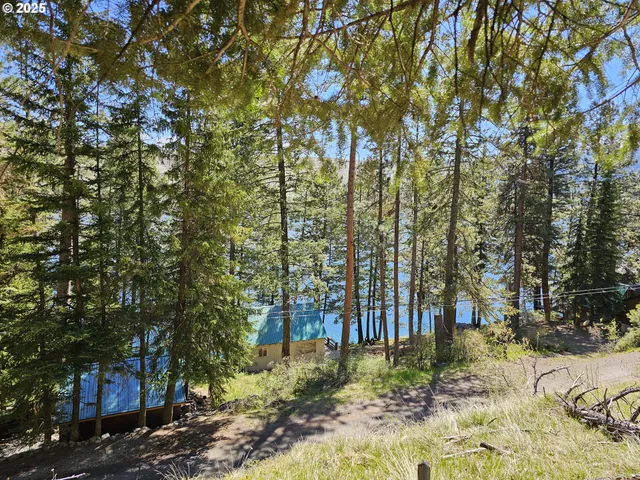 a view of a yard with plants and trees