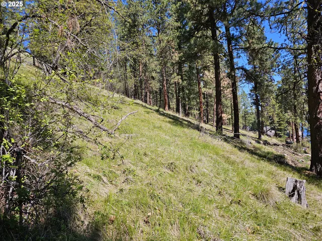 a view of a yard with trees
