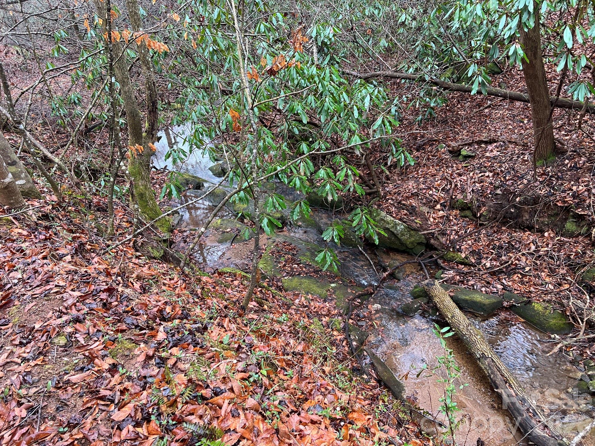 0 Russell Gap Road Moravian Falls, NC 28654 - Photo 4 of 14 a plant view in yard