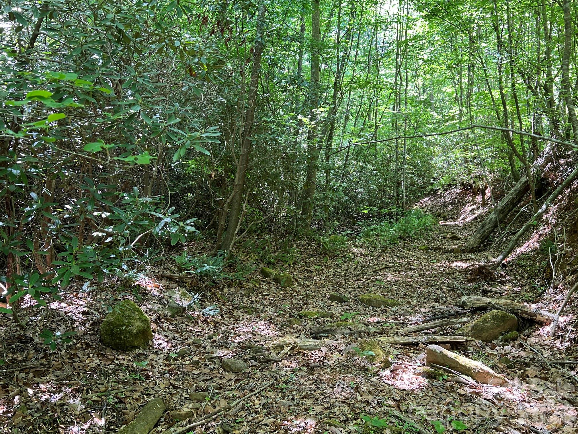 0 Russell Gap Road Moravian Falls, NC 28654 - Photo 5 of 14 a view of a forest with lots of trees