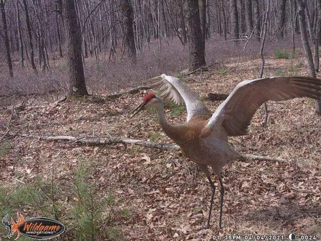 $245,000 | 1122 Badger Avenue, Nekoosa, WI 54457