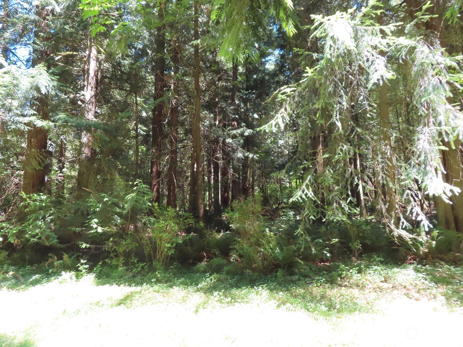 -xxx Logan Hill Road Chehalis, WA 98532 - Photo 8 of 30 Gallery Image 8