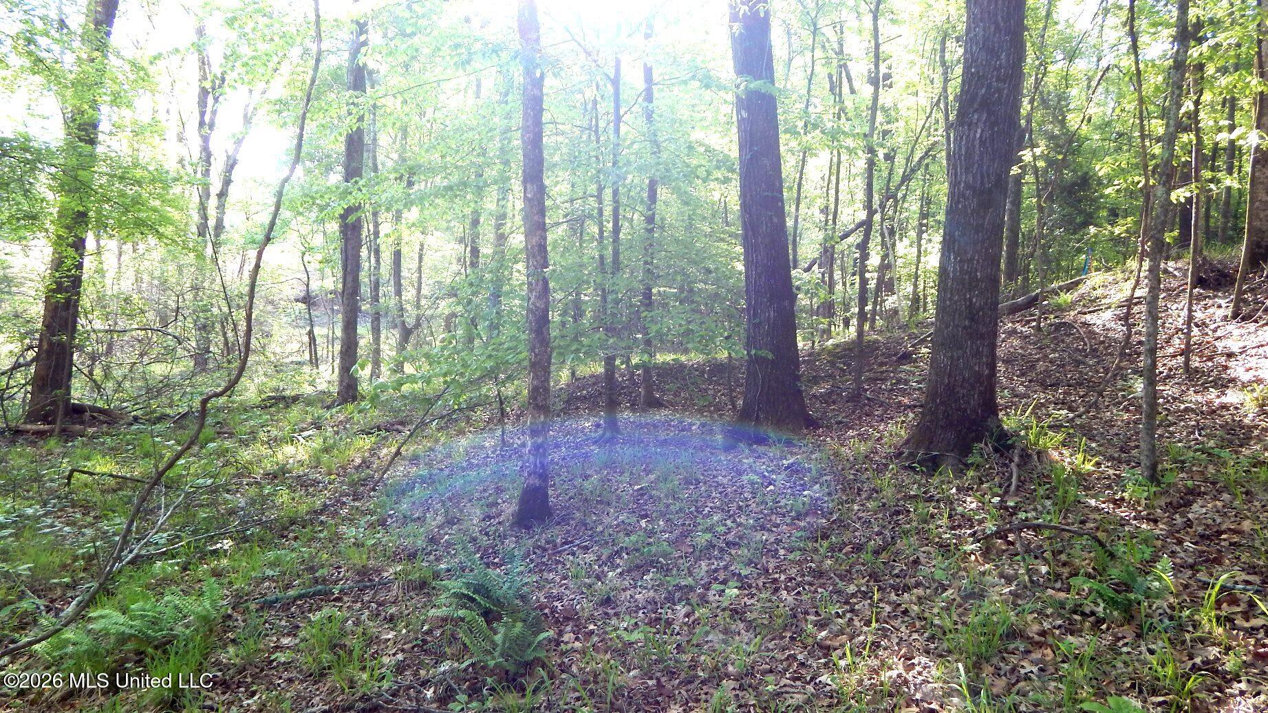 2743 Sweet Home Road Grenada, MS 38901 - Photo 5 of 9 DSCN7379