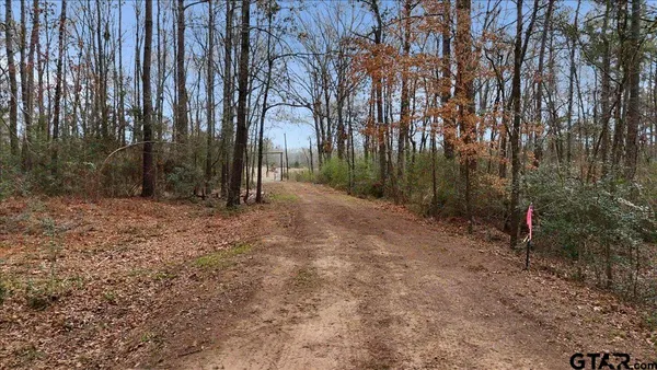 a view of a forest with trees