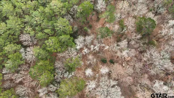 a view of a forest with lush green forest