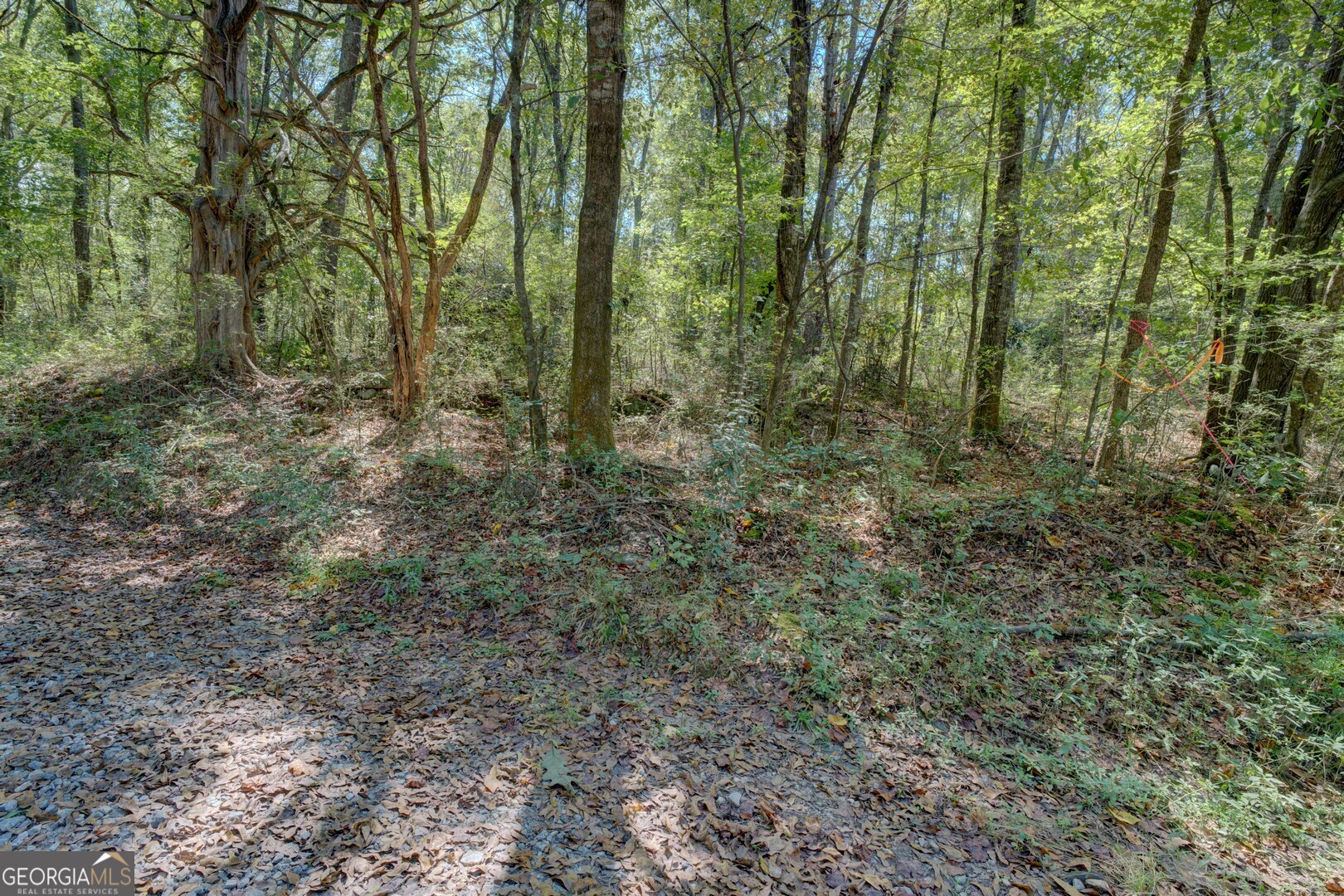 0 Rocky Creek Road Mansfield, GA 30055 - Photo 12 of 12 a view of a forest with lots of trees