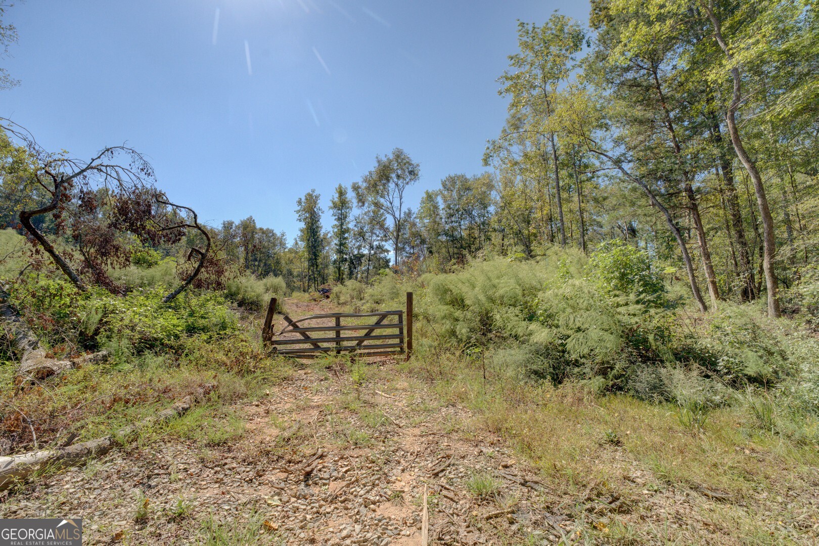 0 Rocky Creek Road Mansfield, GA 30055 - Photo 7 of 12 a view of a forest with trees in the background