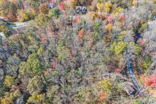 a close up of a tree