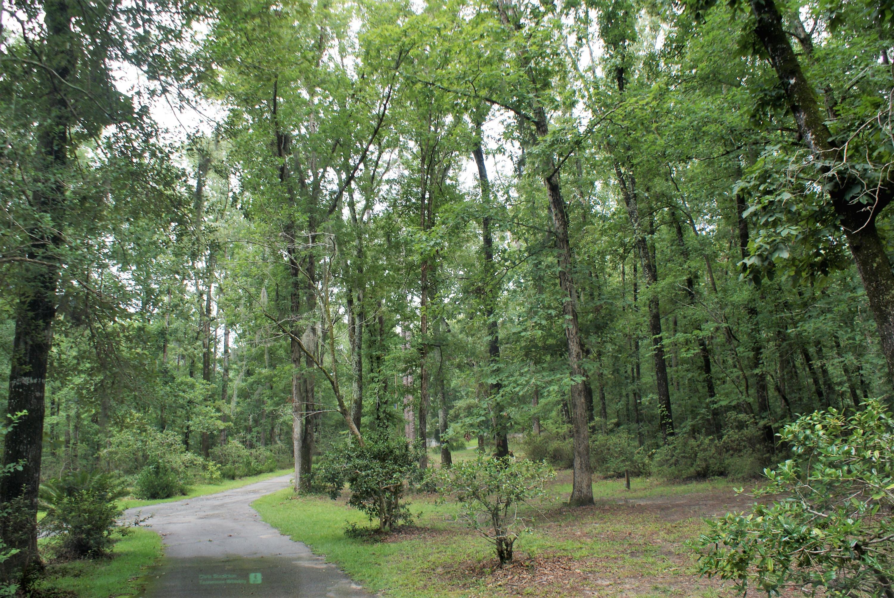 215 Bonanza Road Denmark, SC 29042 - Photo 41 of 41 Driveway