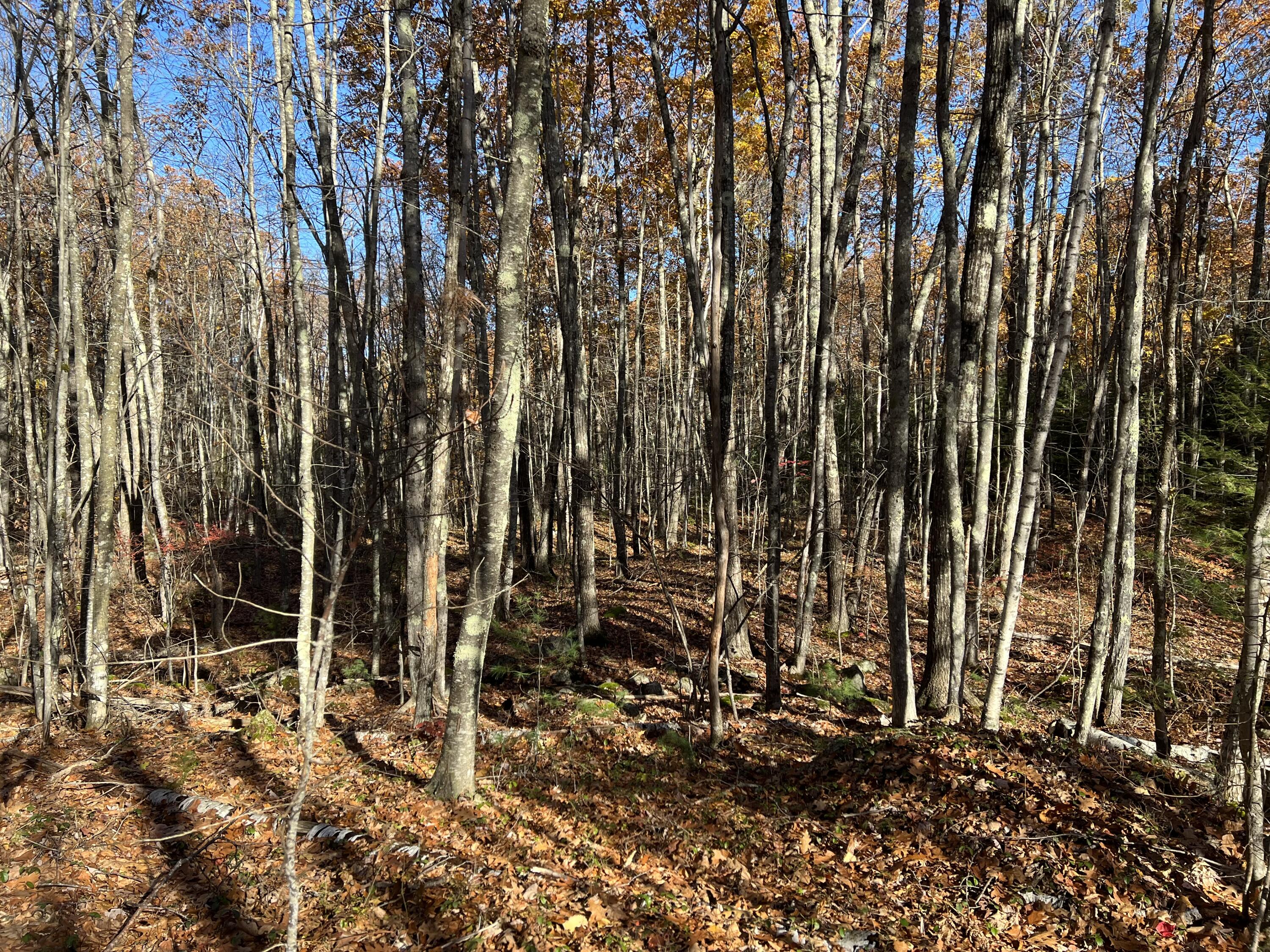 0 Poor Farm Road Lyman, ME 04002 - Photo 5 of 10 IMG_4239
