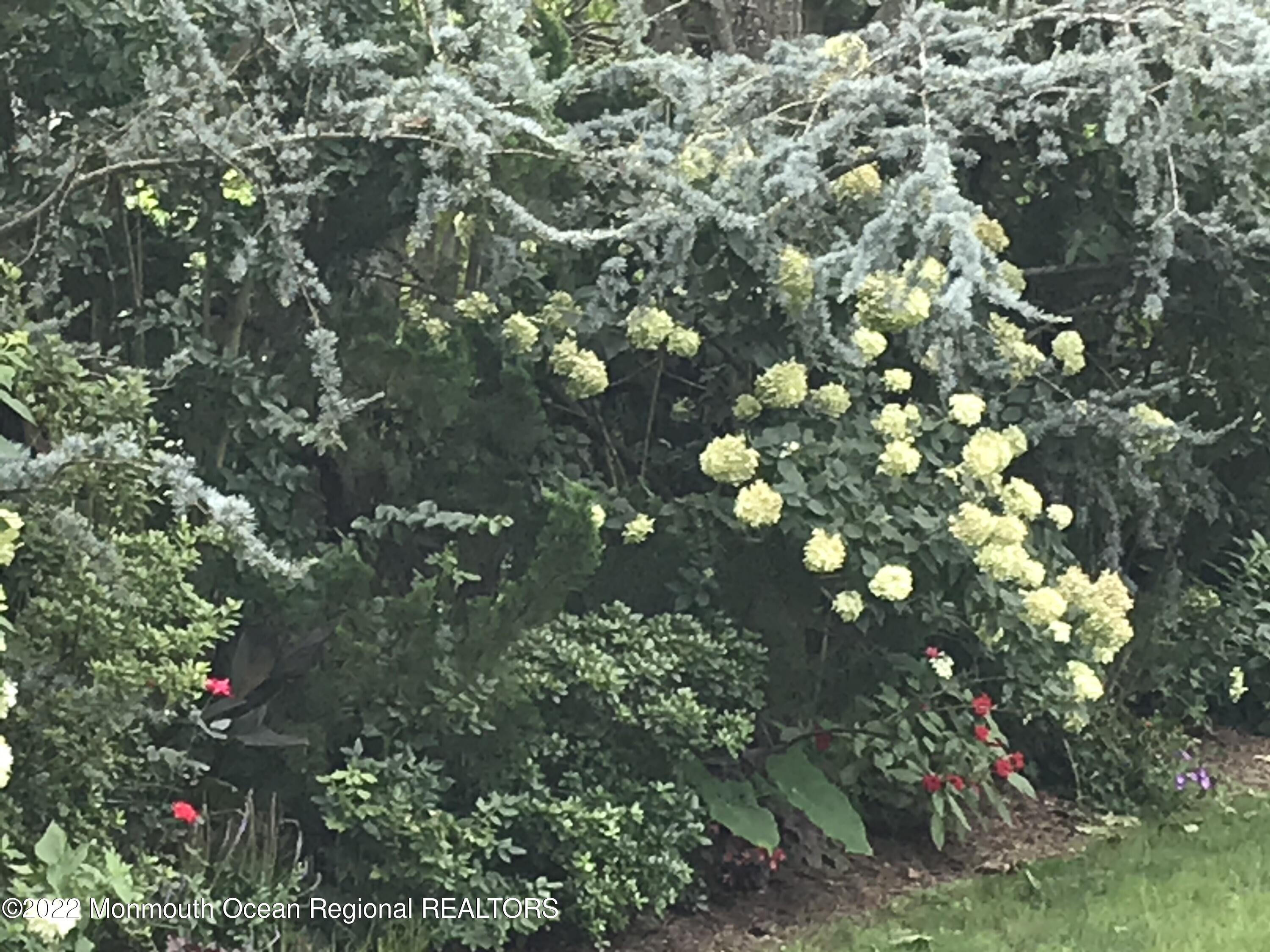 1715 J Street West Belmar, NJ 07719 - Photo 8 of 17 a view of flowers