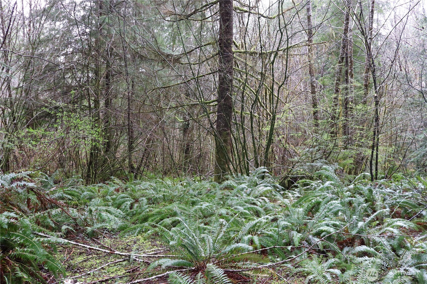 309 Powers Creek Road Elma, WA 98541 - Photo 11 of 21 a backyard of a house