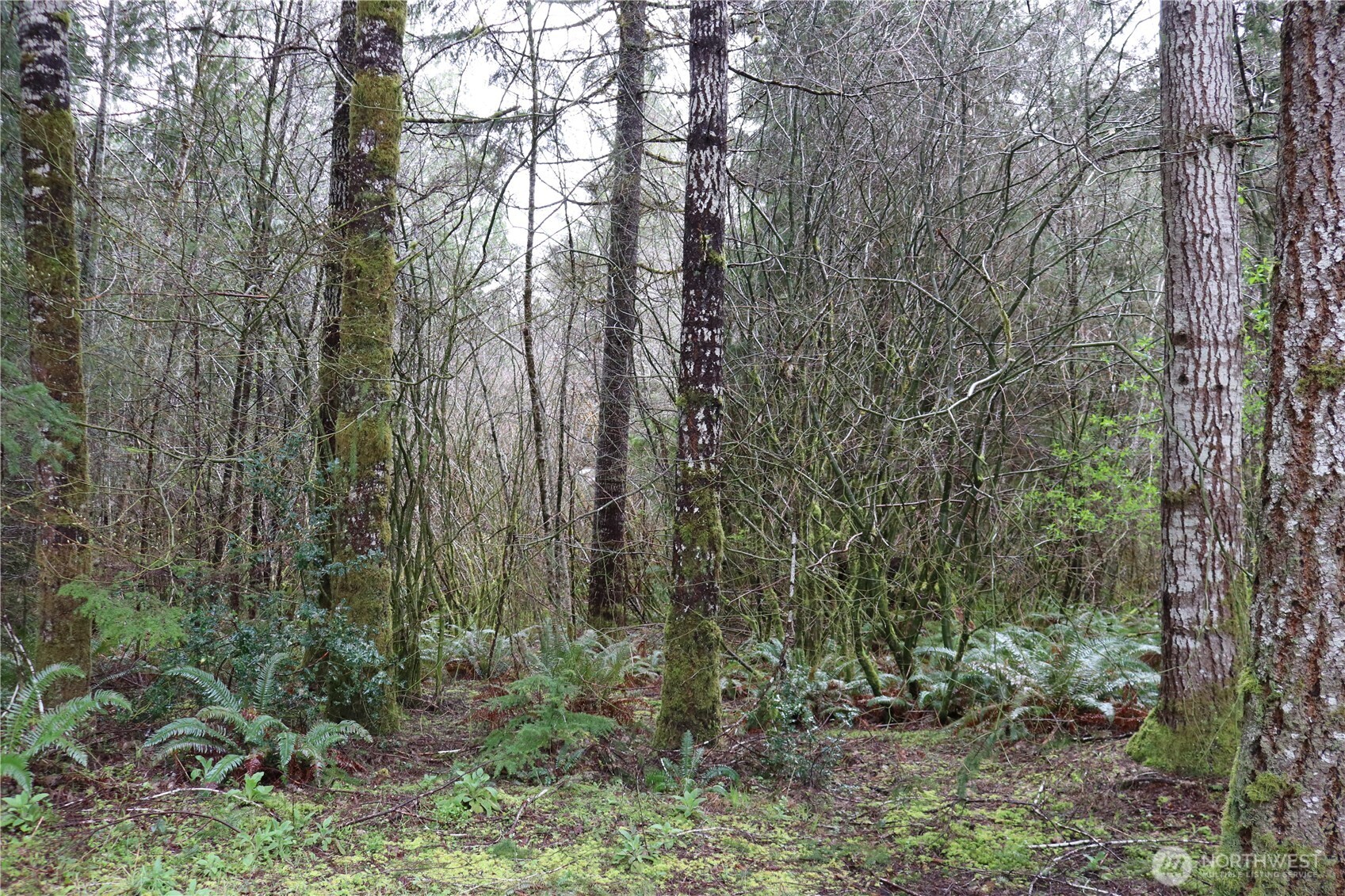 309 Powers Creek Road Elma, WA 98541 - Photo 16 of 21 a view of a forest with trees