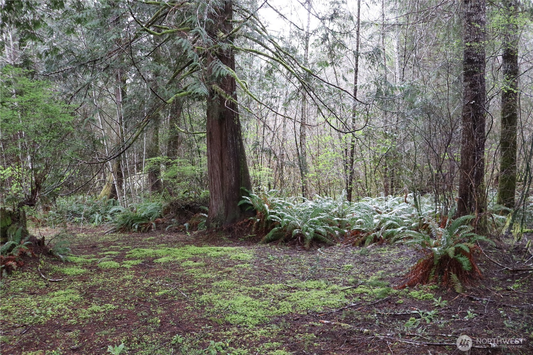 309 Powers Creek Road Elma, WA 98541 - Photo 17 of 21 a view of a backyard