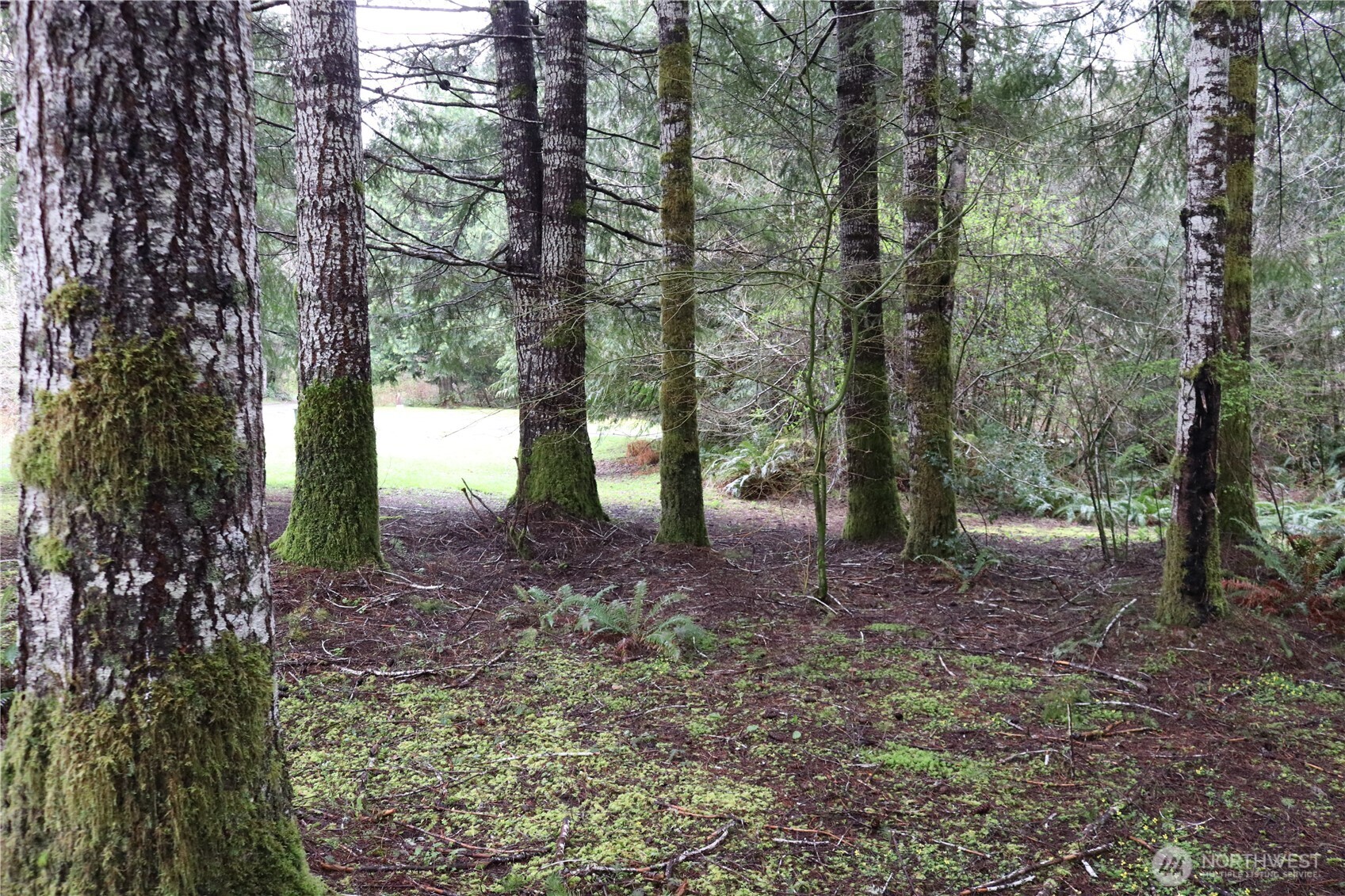 309 Powers Creek Road Elma, WA 98541 - Photo 18 of 21 a view of outdoor space and trees