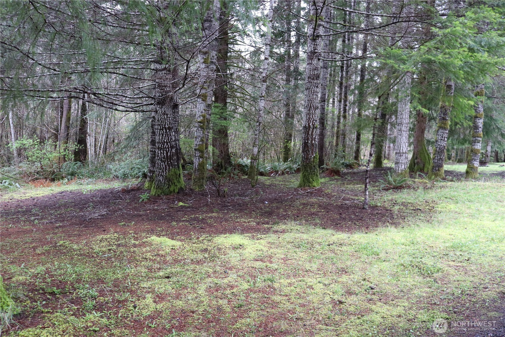 309 Powers Creek Road Elma, WA 98541 - Photo 5 of 21 a backyard of a house with lots of green space