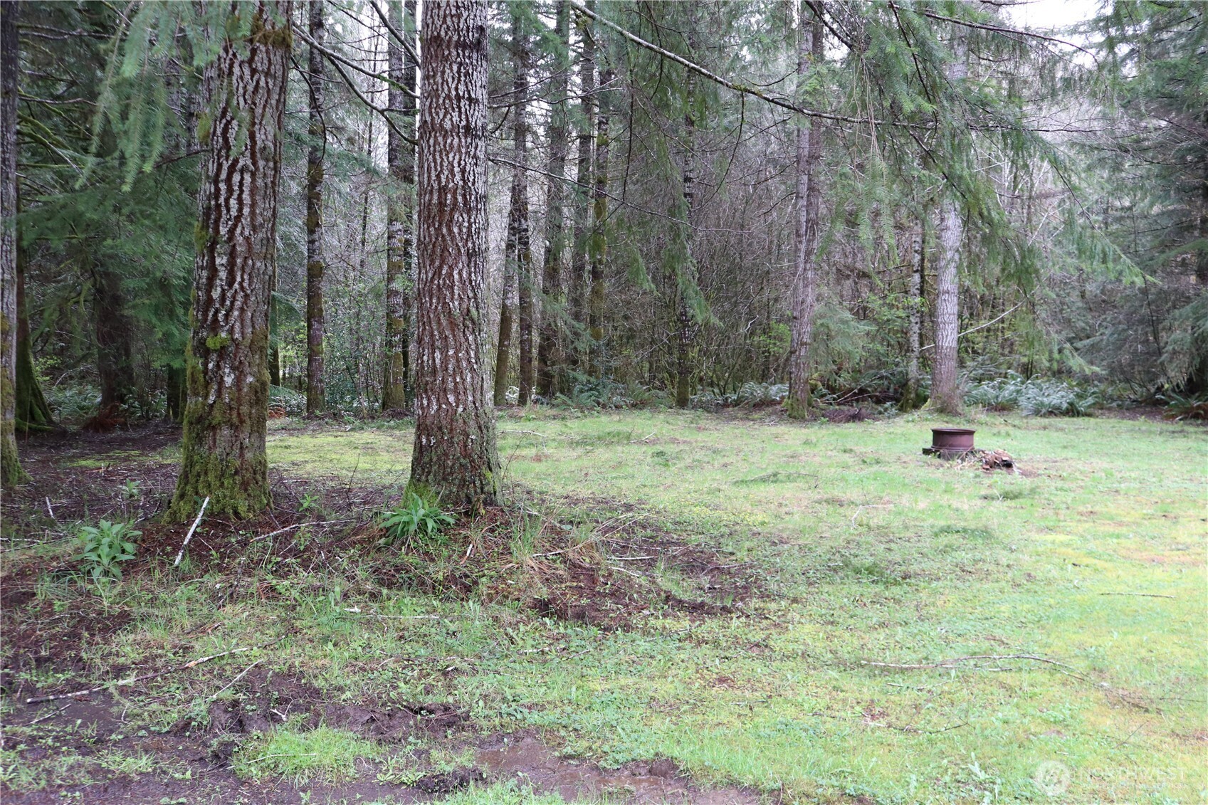 309 Powers Creek Road Elma, WA 98541 - Photo 6 of 21 a view of a tree in a yard