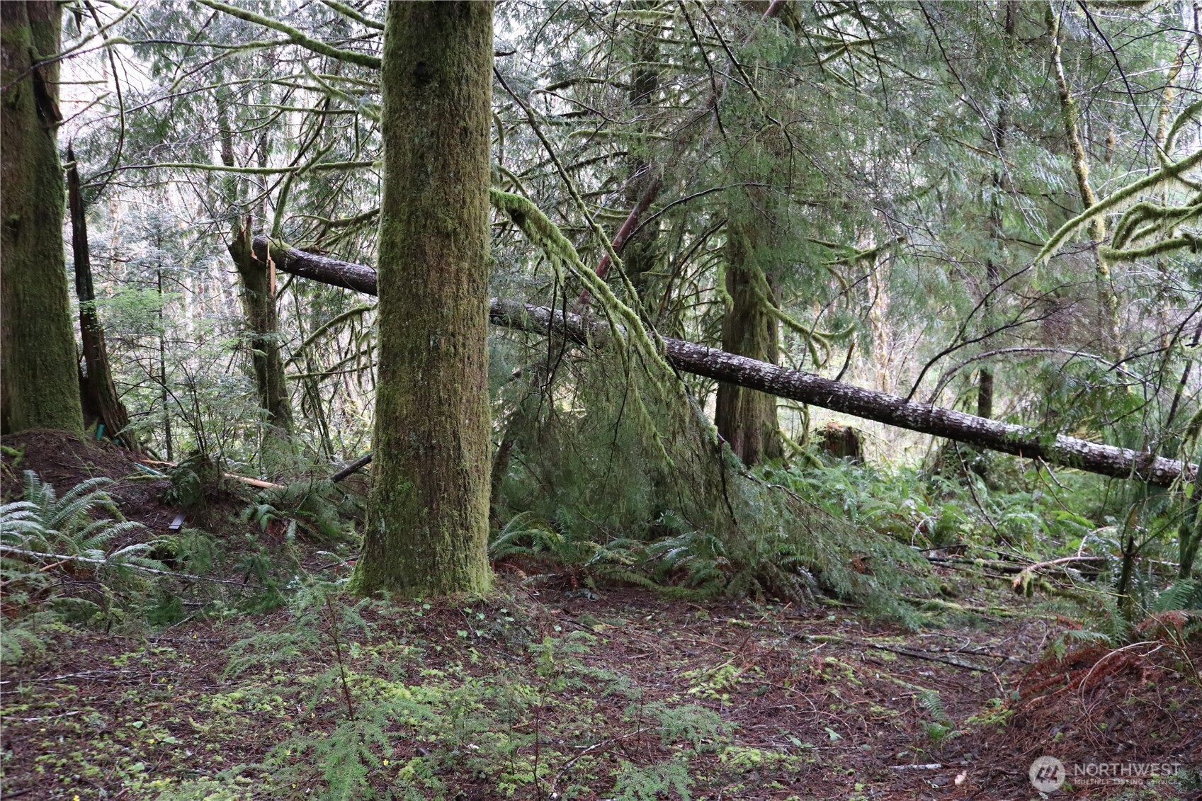 309 Powers Creek Road Elma, WA 98541 - Photo 8 of 21