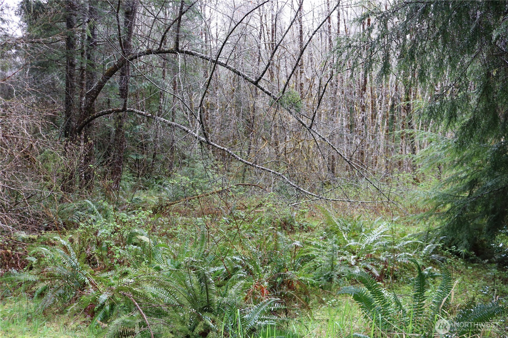 309 Powers Creek Road Elma, WA 98541 - Photo 9 of 21 a backyard of a house with lots of green space