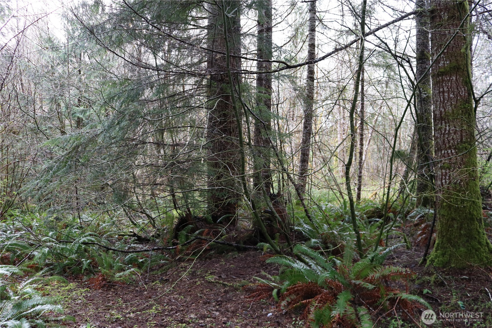 309 Powers Creek Road Elma, WA 98541 - Photo 10 of 21 a backyard of a house with lots of trees