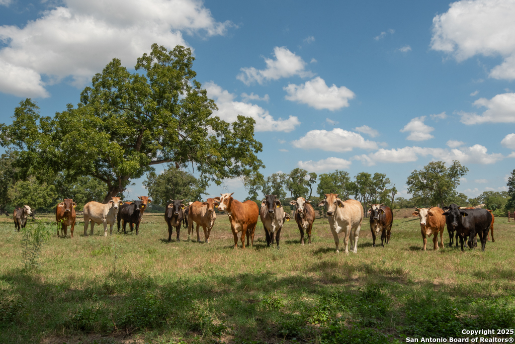 6887 Von Ormy Road Von Ormy, TX 78073 - Photo 39 of 50