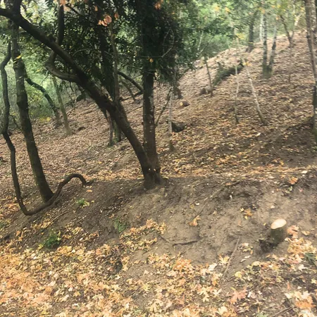 a view of a yard with plants and trees