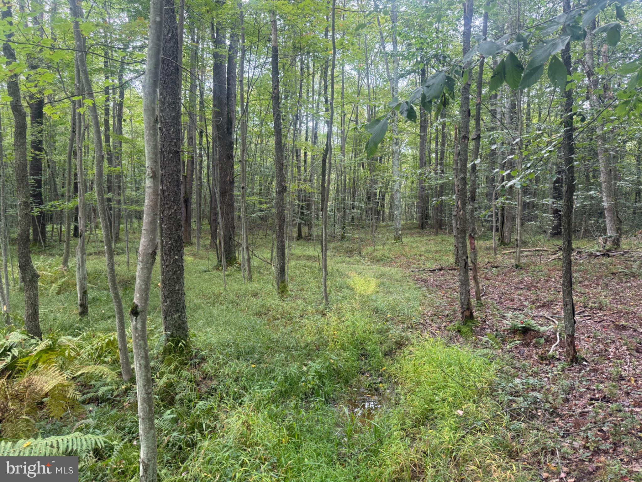 0 Mt Alton Road Limestone, NY 14753 - Photo 7 of 28 Gallery Image 7