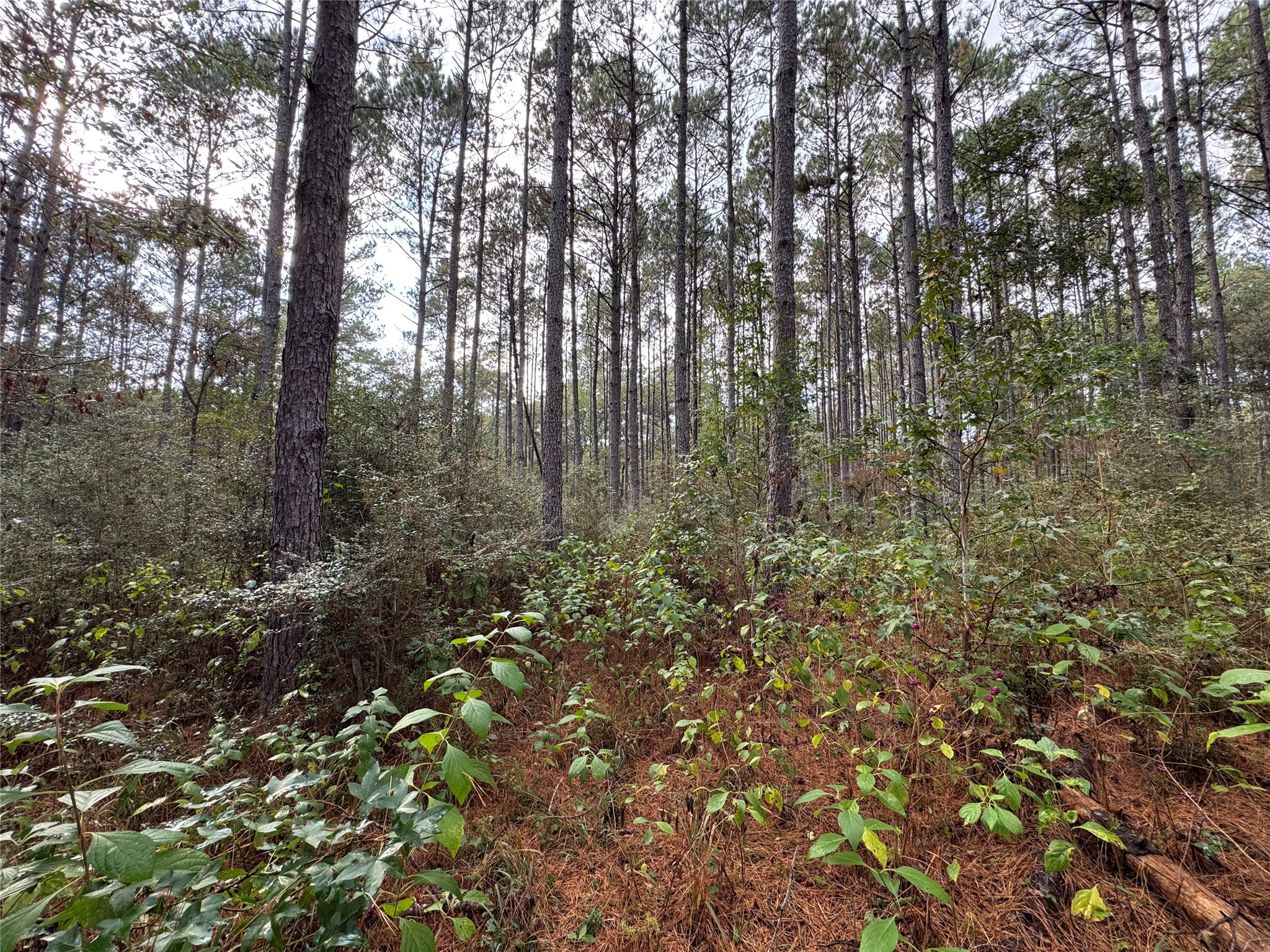 64-22-12 64-22-12 Granite Road Huntsville, TX 77340 - Photo 3 of 7