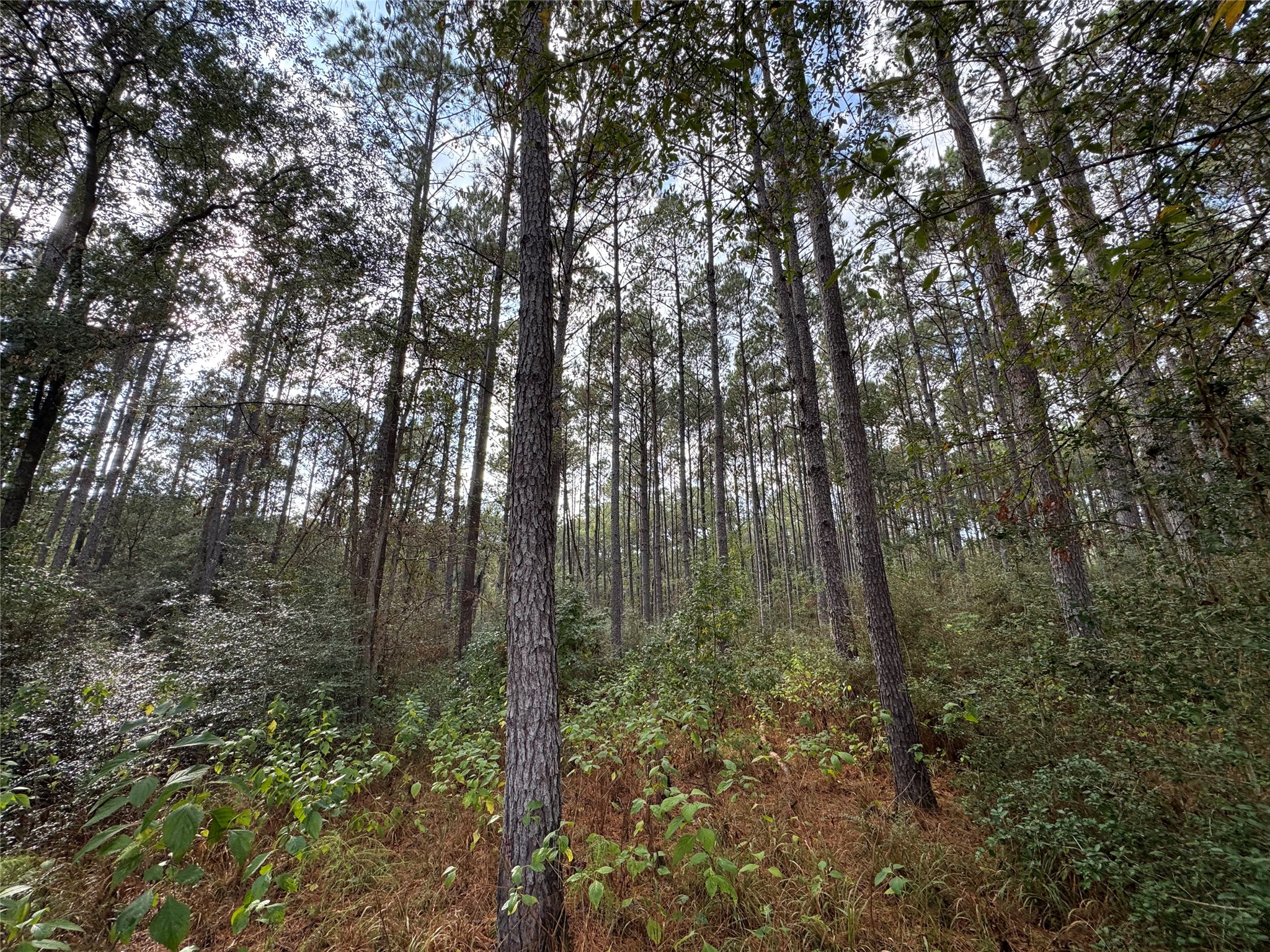 64-22-12 64-22-12 Granite Road Huntsville, TX 77340 - Photo 4 of 7