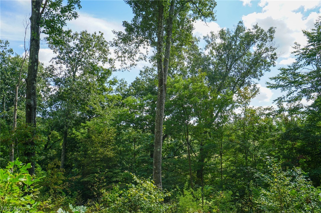 Morningstar Road Blue Rock, OH 43720 - Photo 21 of 22 View of local wilderness