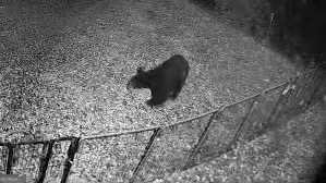 581 Cherokee Road Toccoa, GA 30577 - Photo 3 of 17 Wildlife caught on Ring camera.