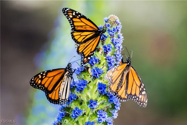 $659,800 | 4407 Southwest 19th Avenue, Cape Coral, FL 33914