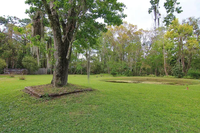 a view of a trees in a yard