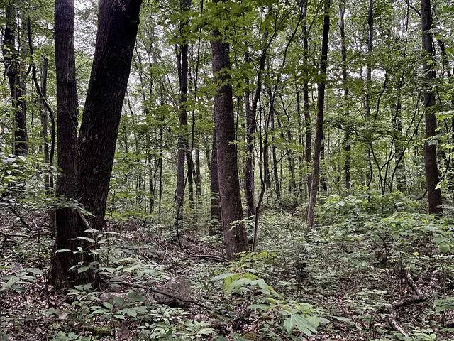 $115,000 | 0 Cove Trail, Whitwell, TN 37397