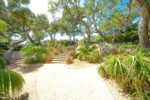 a view of a yard with plants and tree