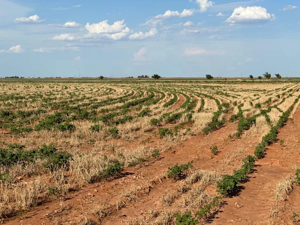 $518,500 | 0 Tiger, Ropesville, TX 79358