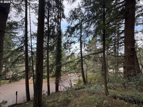 a view of forest
