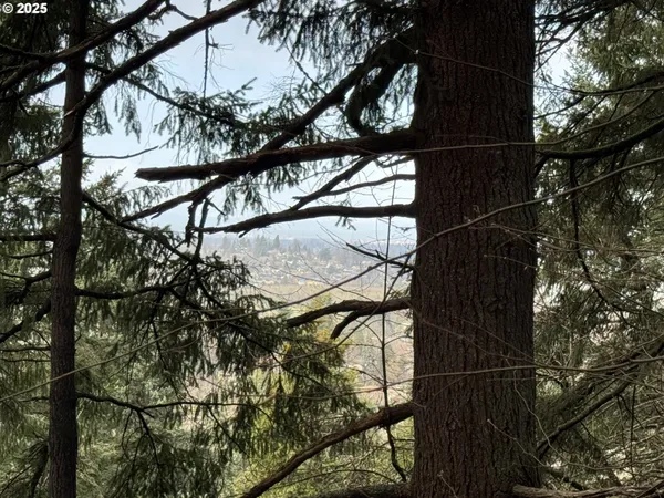 a picture of a tree