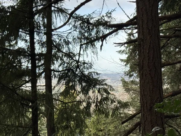 a view of tree