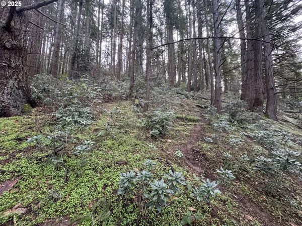 a view of a forest with trees in the background