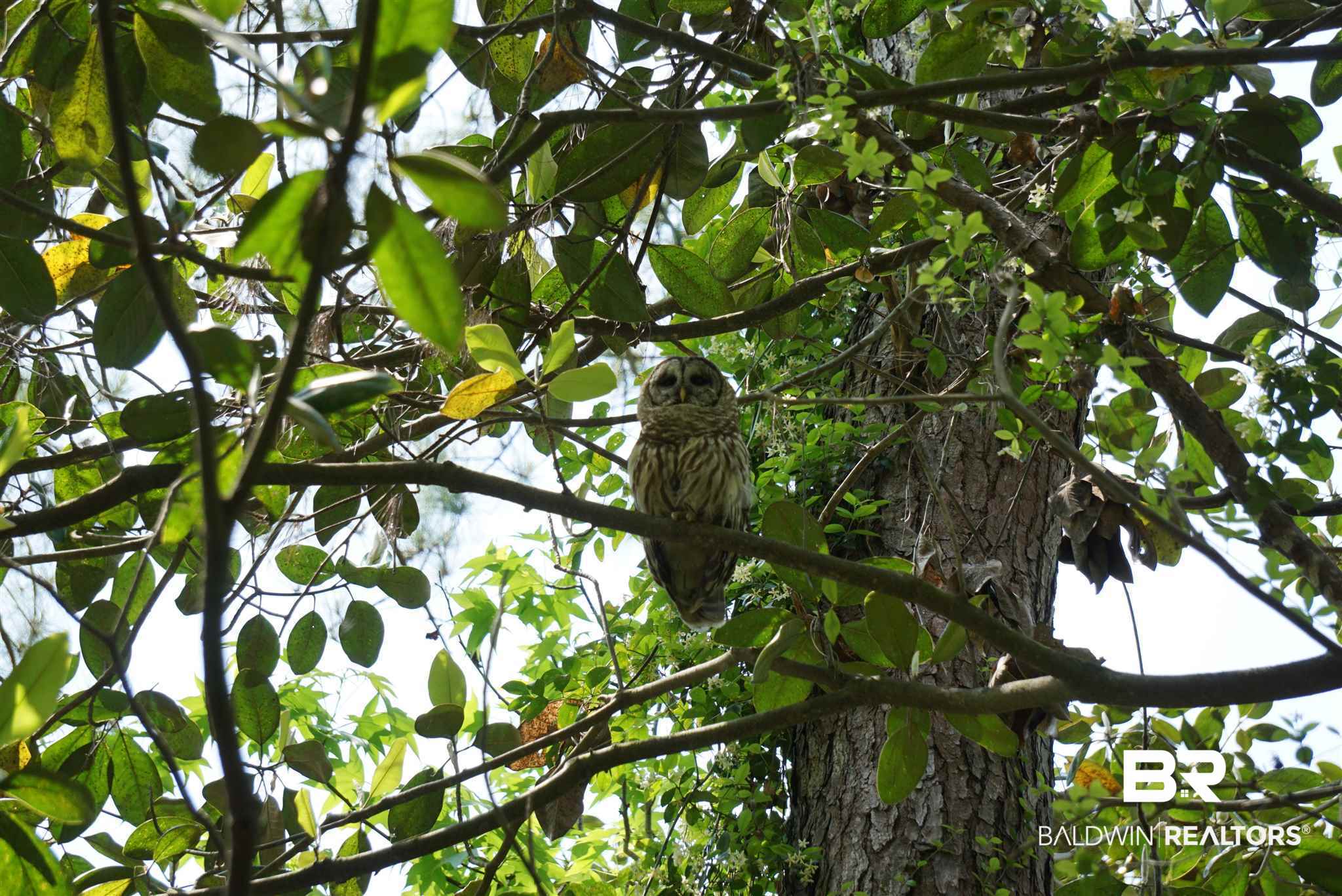 223 Montclair Loop Daphne, AL 36526 - Photo 21 of 24 Barred Owls