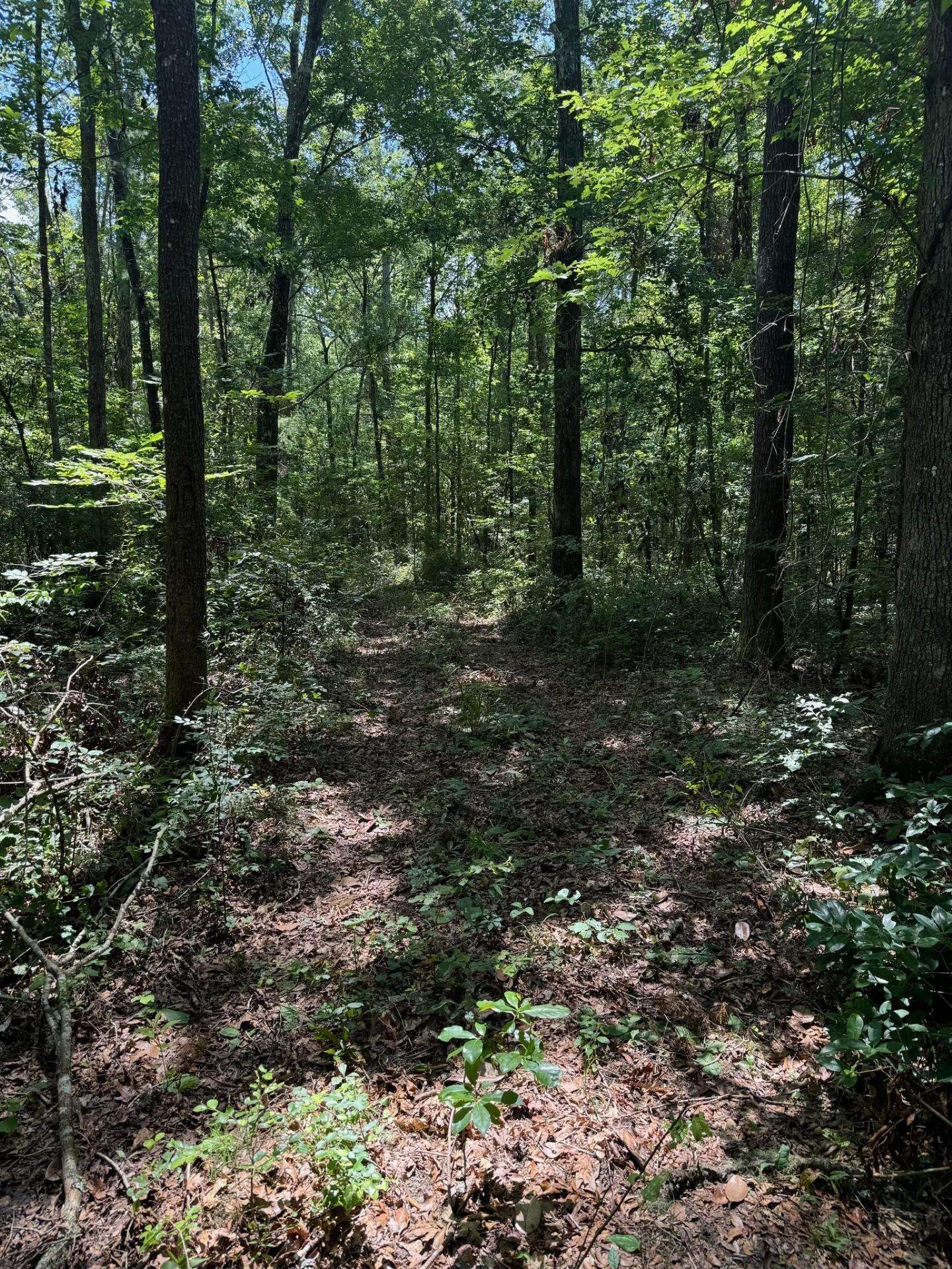 Fallow Road Lamont, FL 32336 - Photo 3 of 12