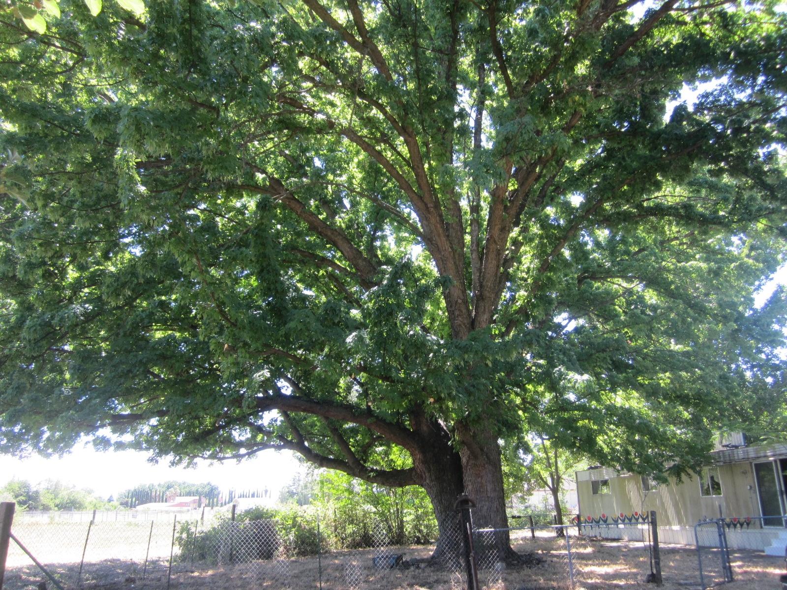 19401 Smith Road Redding, CA 96002 - Photo 13 of 28 gigantic silver maple
