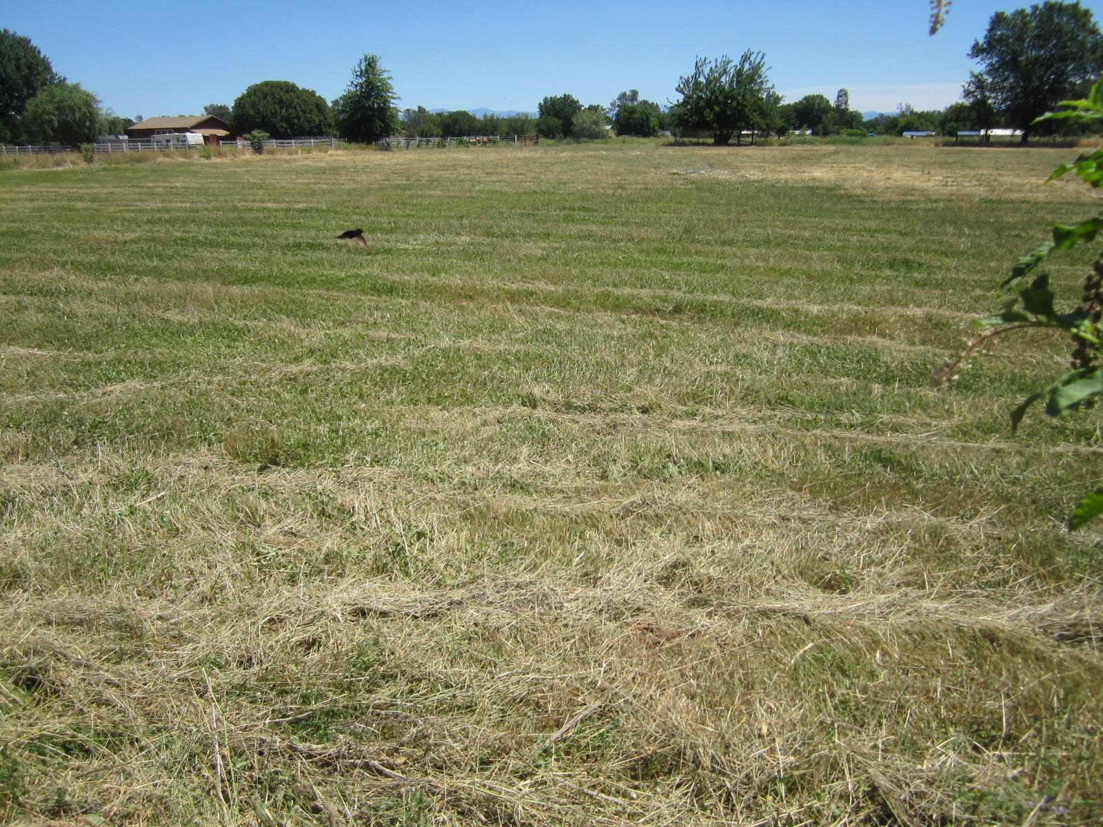 19401 Smith Road Redding, CA 96002 - Photo 8 of 28 fresh cut 6/13