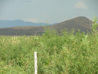 0 East White Tail Road Pearce, AZ 85625 - Photo 5 of 8