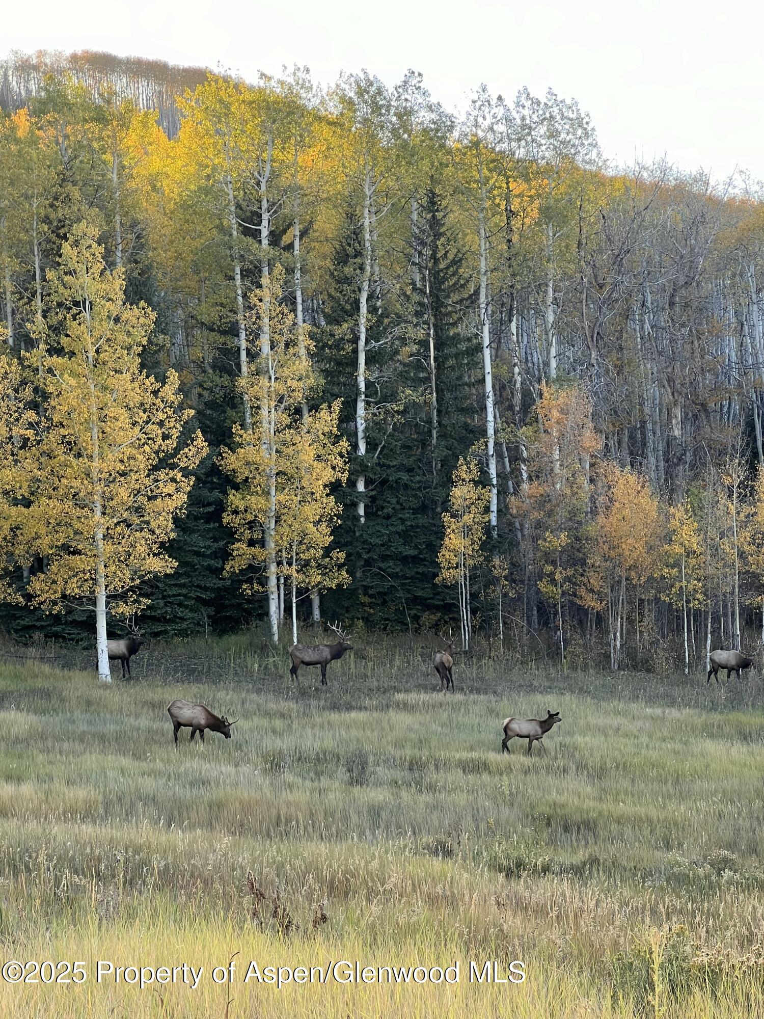 1833 West Buttermilk Road Aspen, CO 81611 - Photo 9 of 30 West Elk