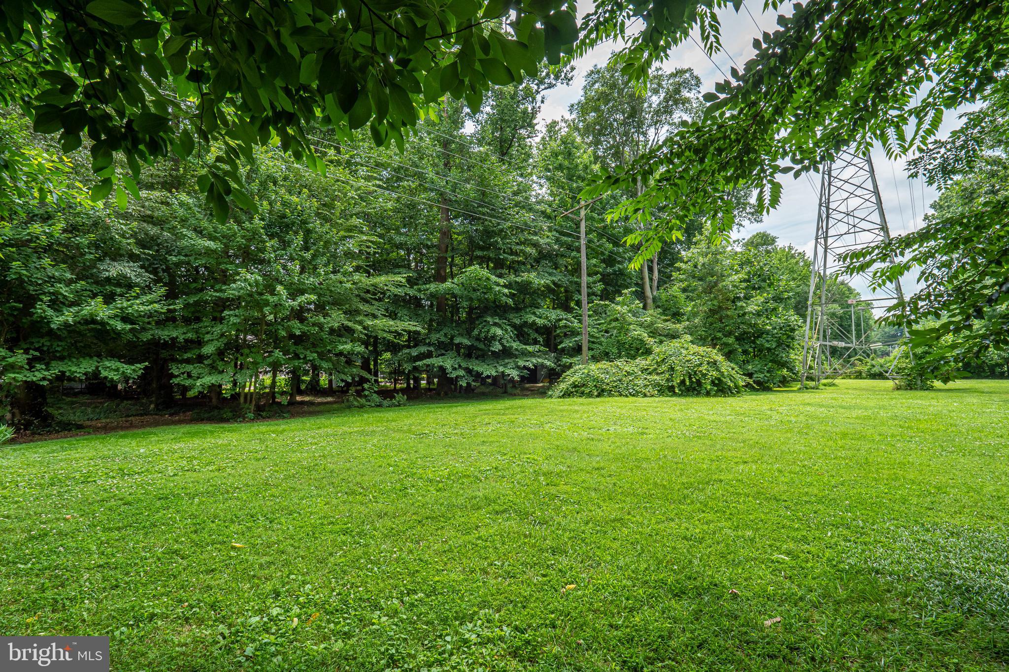 a view of a big yard with plants and large trees